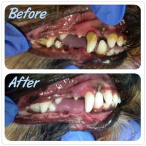How much does it cost to get dogs teeth cleaned Welcome To K9 Oral Hygiene
