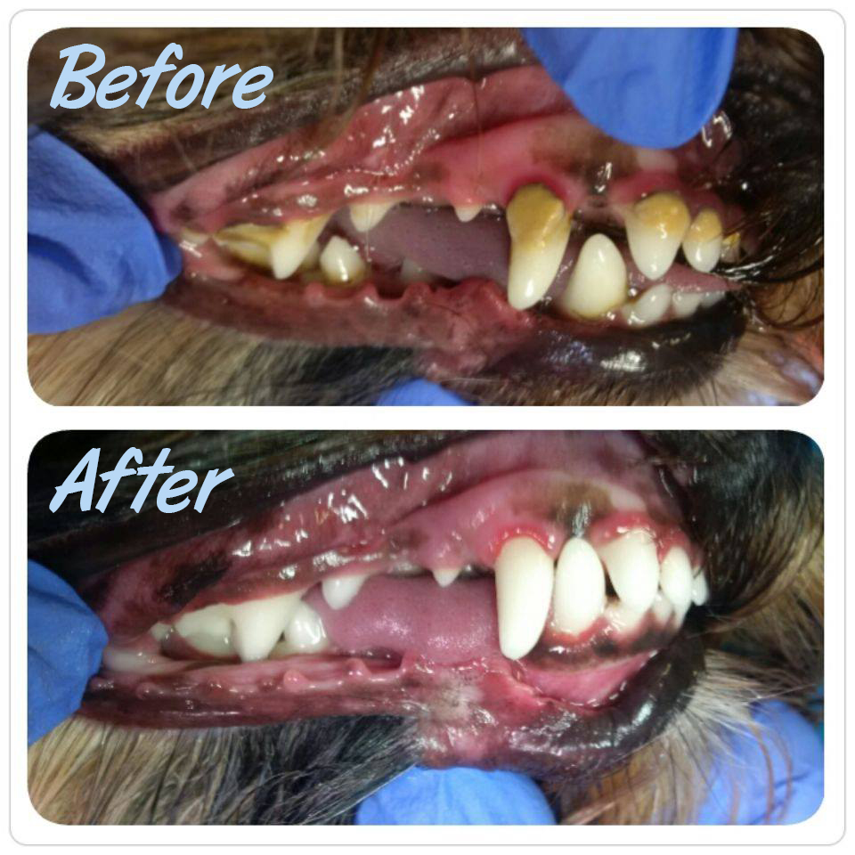 Affordable pet dental cleaning